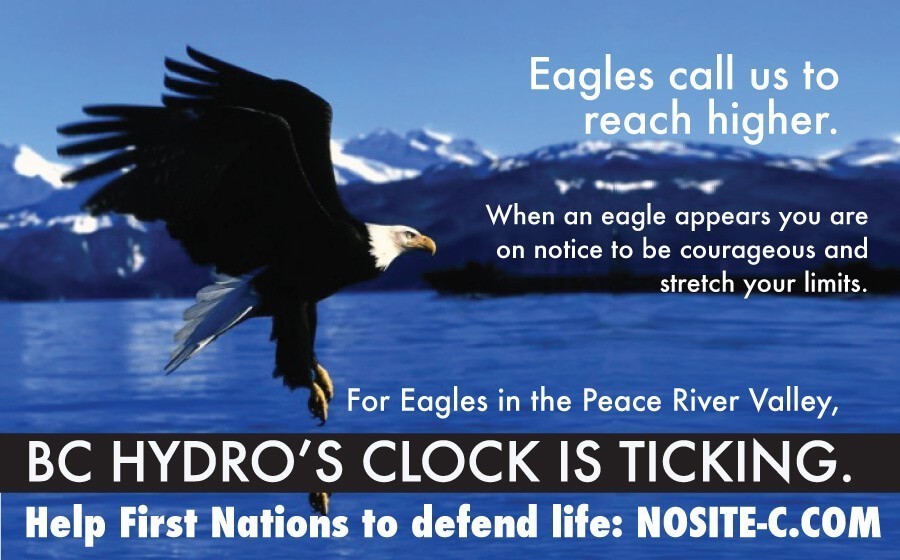 Injunction sought by First Nations to protect eagles nests