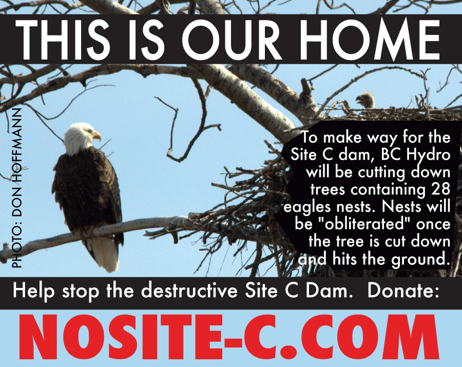 BC Hydro’s planned Site C dam threatens critical wildlife