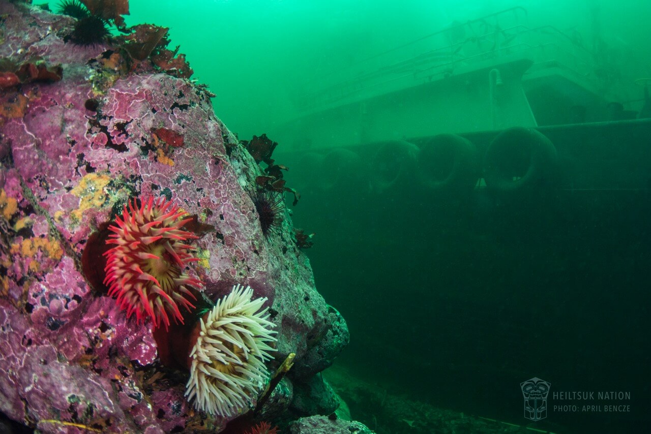 VIDEO: Inside an Indigenous Environmental Assessment