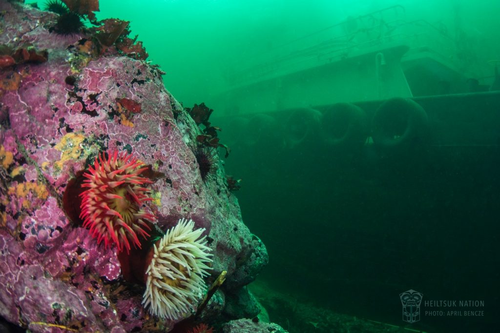 Oct24.NathanEStewart.Underwater.HeiltsukNation.02