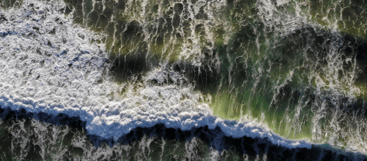 Stop TMX Webinar ft. THE WILDS and 20-day tree sit protector, Dr. Takaro