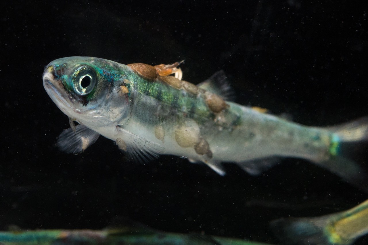 Wild for Salmon: Homalco and Tla’amin Nations appeal decision that would sideline them from fish farms challenge