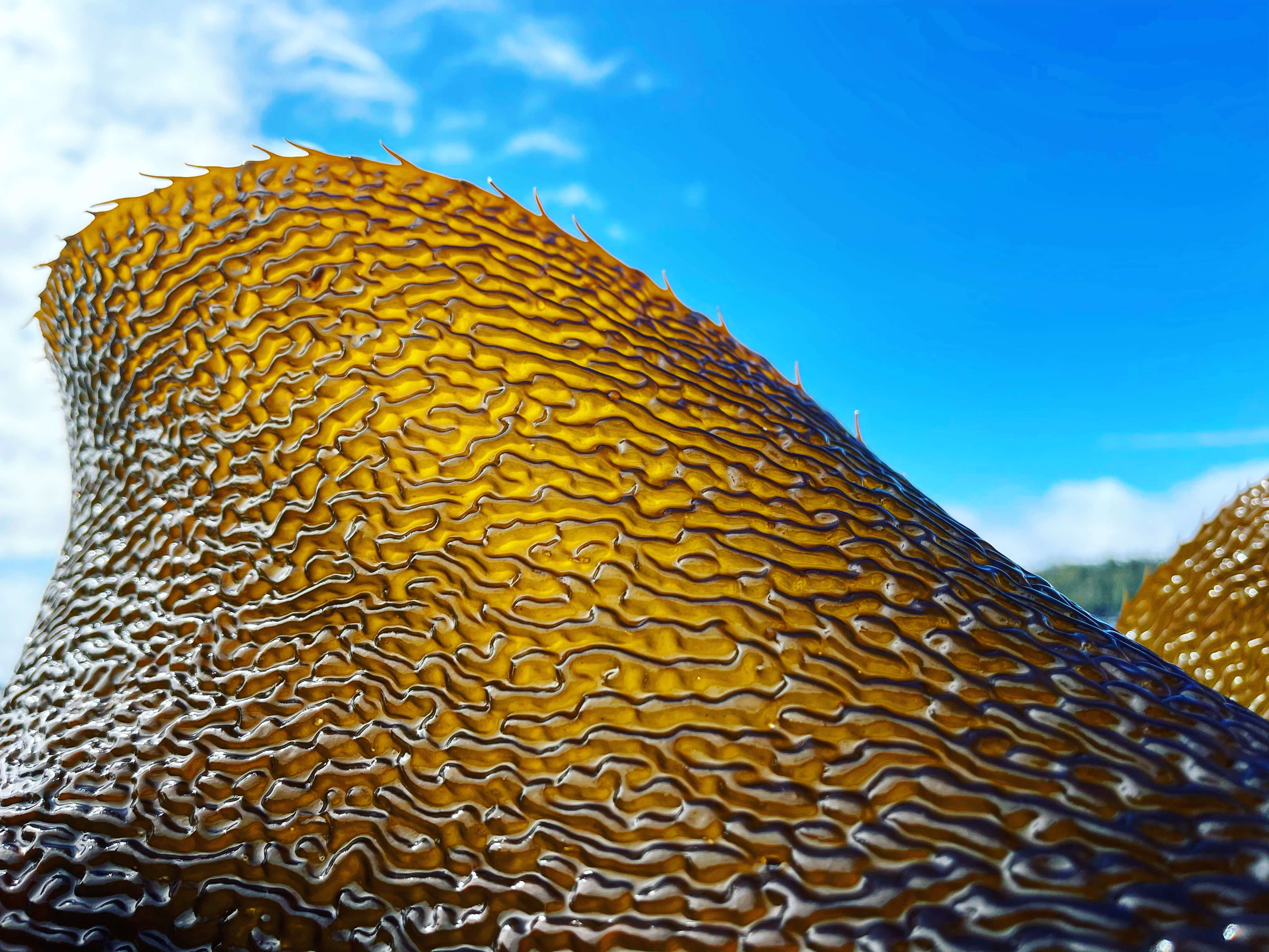 Heiltsuk decry DFO’s unilateral closure of vital SOK herring roe fishery