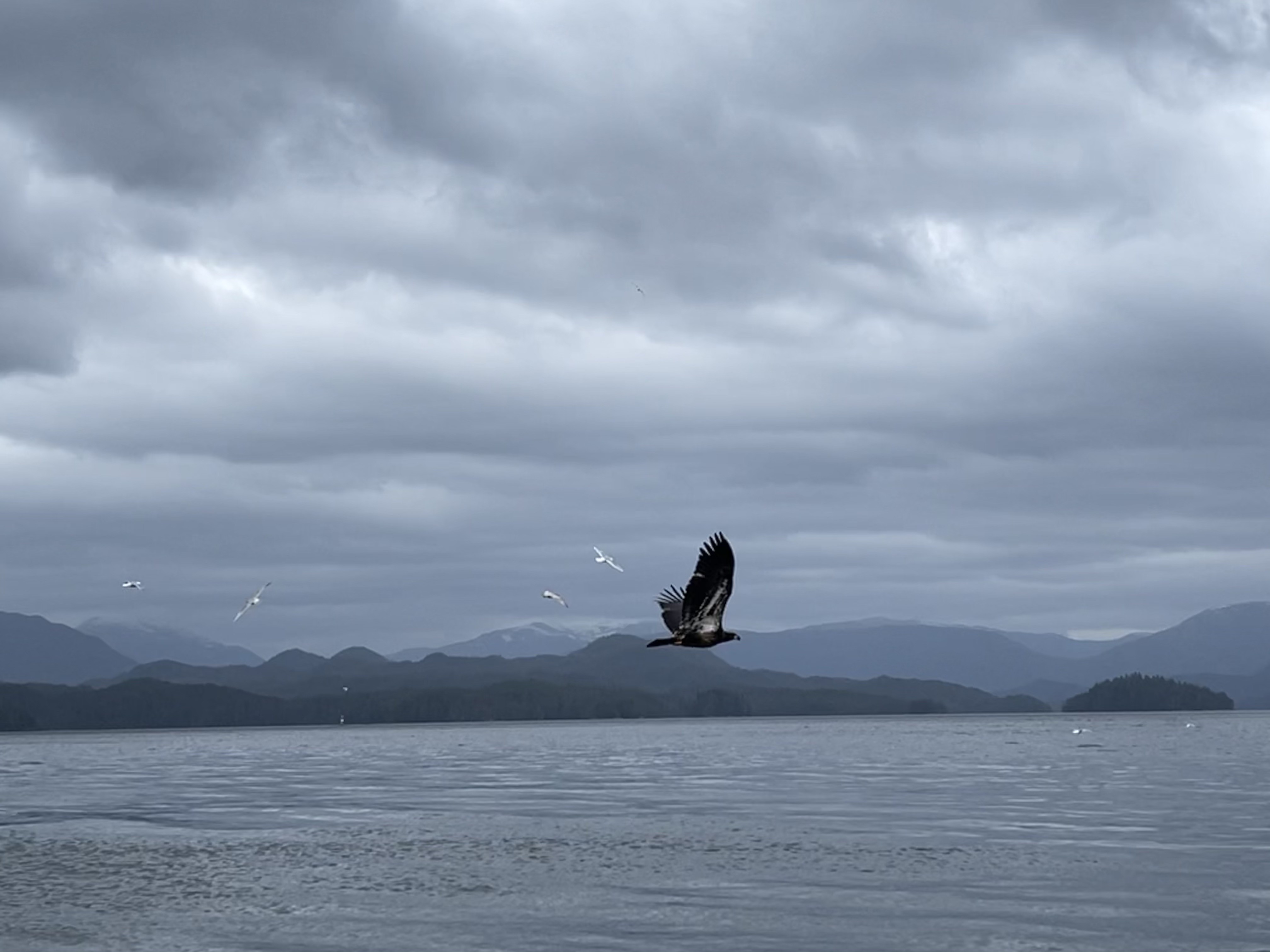 Why are Haíɫzaqv (Heiltsuk) conducting their own environmental assessment?