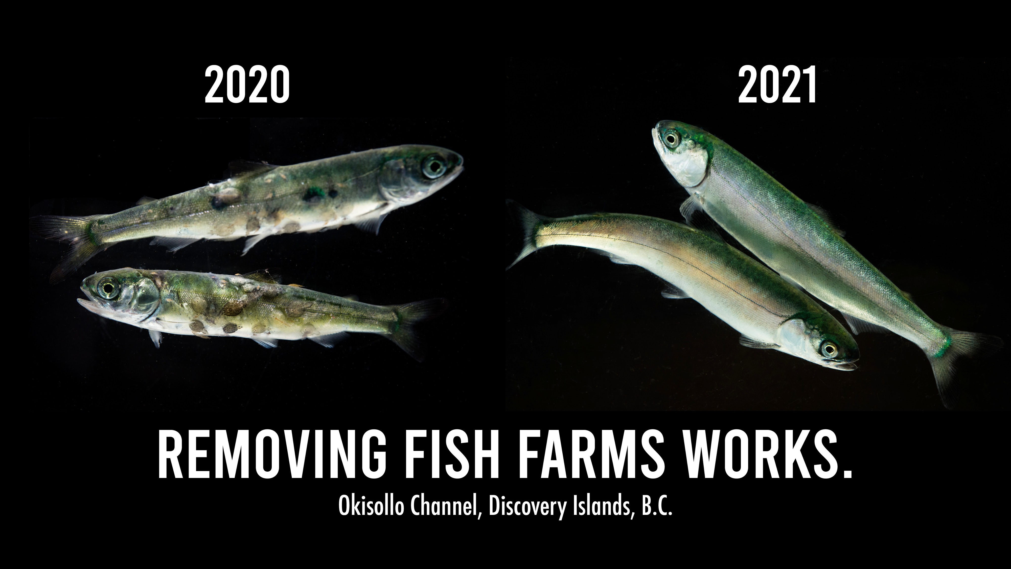 Sea lice infecting juvenile wild salmon in Okisollo Channel declines by 95%