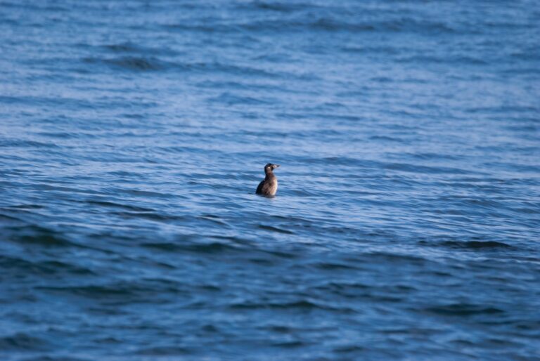 A lone surf scoter in the water