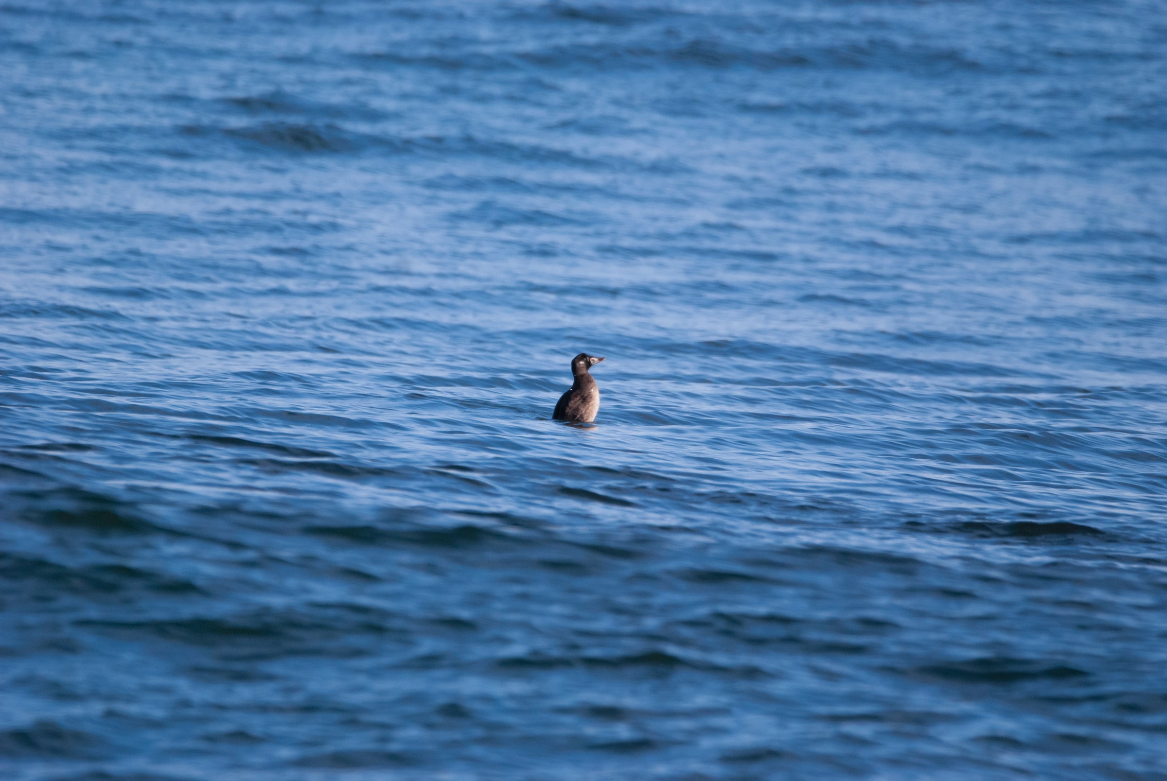 Meet the Surf Scoter: A biodiversity indicator for Gitxaala Nation