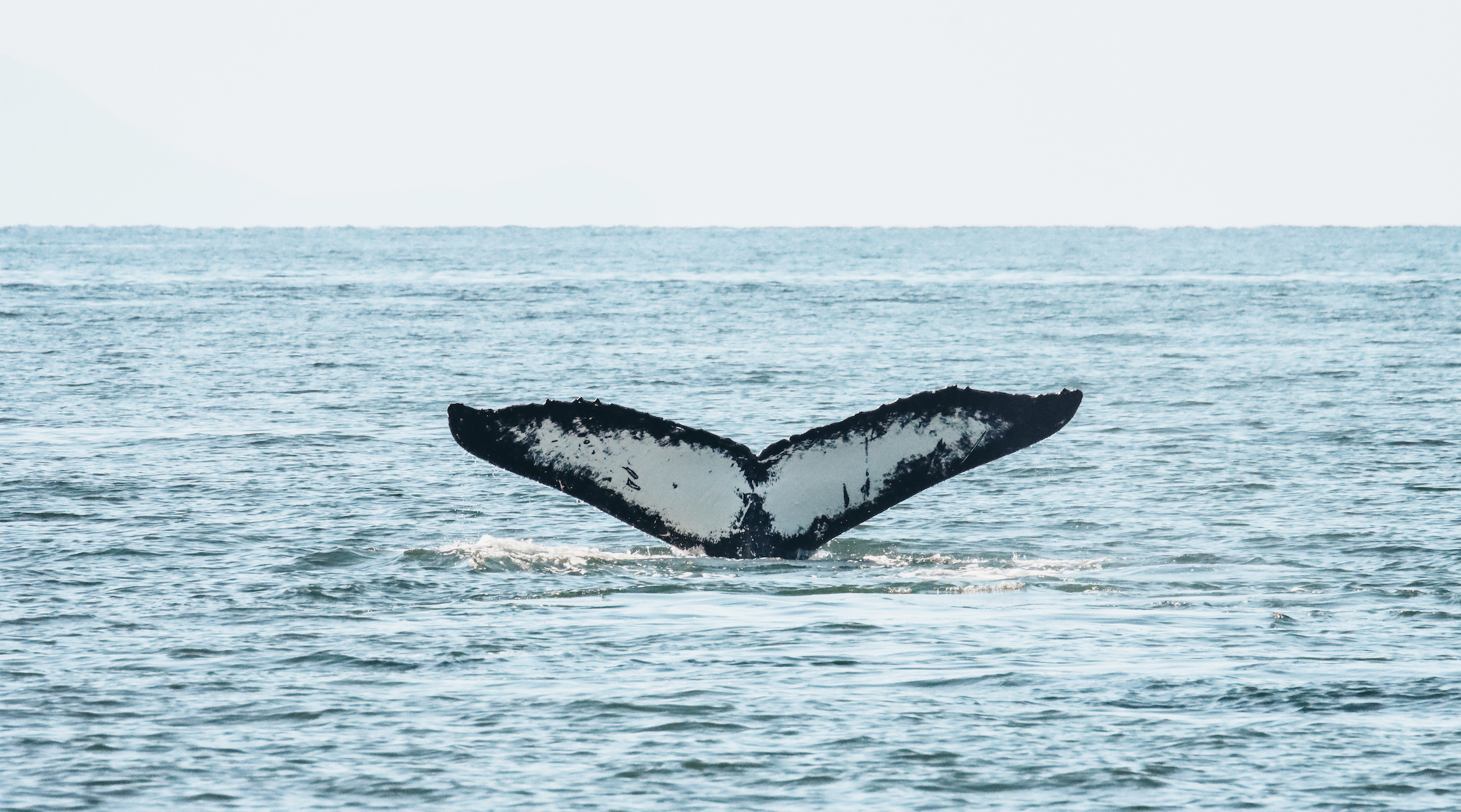 Prince of Whales Makes Waves as Festival Afloat 2023’s Flagship Sponsor!