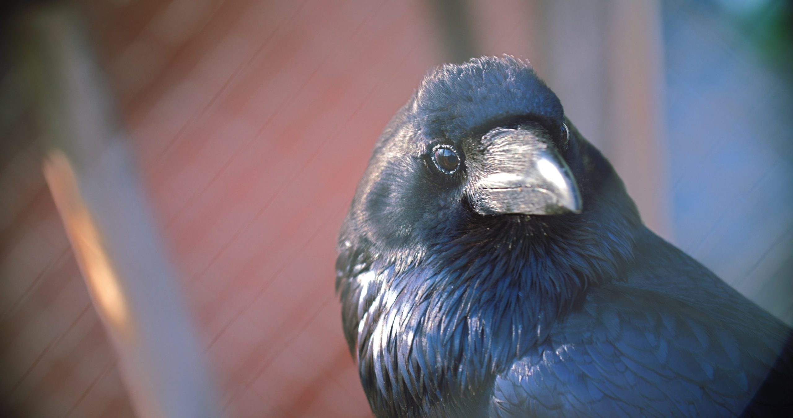 Building a Movement: 15 Years of RAVEN